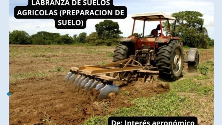 Cómo plantar cicerchias: guía completa paso a paso