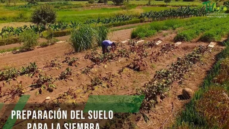 ¡Descubre los secretos para plantar hortensias con éxito en tu jardín!