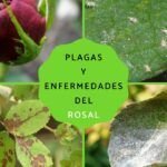 Prevención de plagas en plantas: consejos para evitar su propagación
