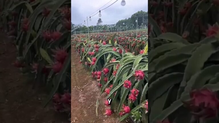 Descubre las 13 plantas que arruinarán tus moras este año y cómo evitarlas