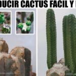 Descubre el secreto para multiplicar tus cactus y sorpréndete con el resultado
