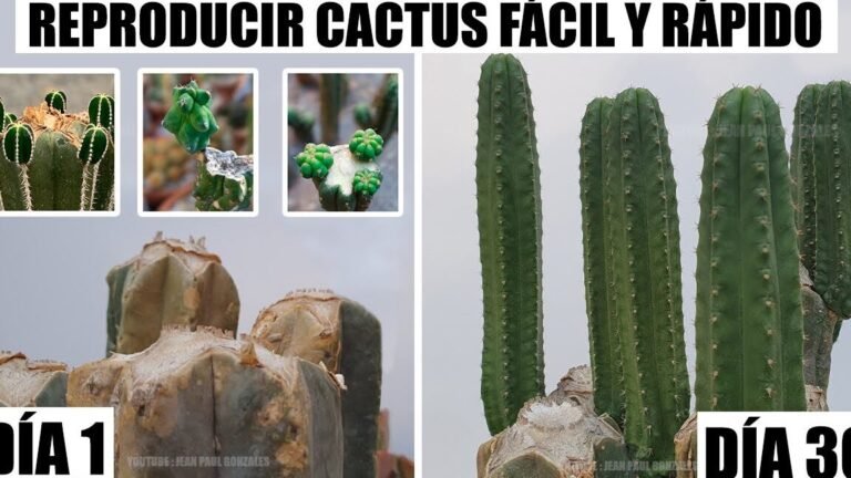 Descubre el secreto para multiplicar tus cactus y sorpréndete con el resultado
