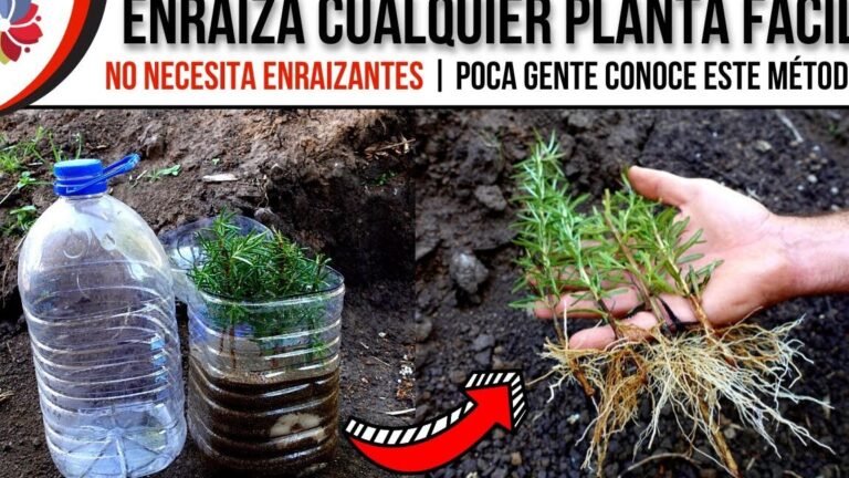 Secreto para plantar Ceropegias