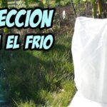 Protege tus plantas del sol: Las mejores opciones de protecciones para tu jardín