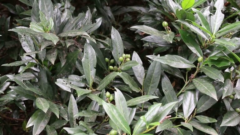 Guía completa: Cómo plantar Prunus Laurocerasus en tu jardín