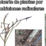 Descubre la clave para que tu romero crezca fuerte: cuánto y con qué frecuencia regarlo correctamente