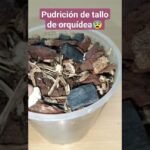 Descubre la clave para que tu romero crezca fuerte: cuánto y con qué frecuencia regarlo correctamente