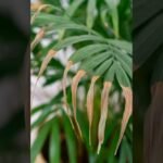 Descubre el secreto para mantener tus plantas araña siempre verdes y saludables