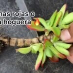 Guía completa: Cómo plantar Crassulas Capitella paso a paso
