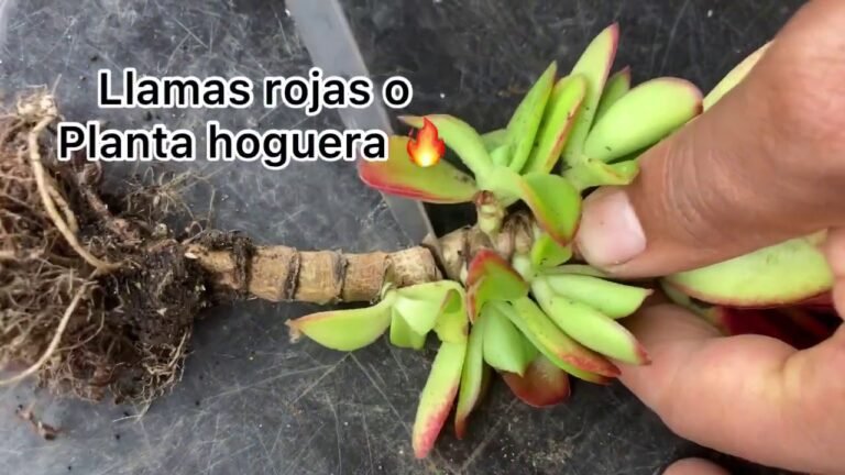 Guía completa: Cómo plantar Crassulas Capitella paso a paso