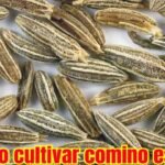 ¡Descubre cómo plantar cominos y disfruta de su sabor en casa!