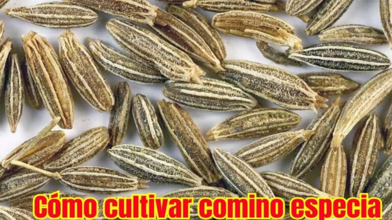 ¡Descubre cómo plantar cominos y disfruta de su sabor en casa!