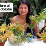 Plantar Sedums Adolphii: Guía paso a paso