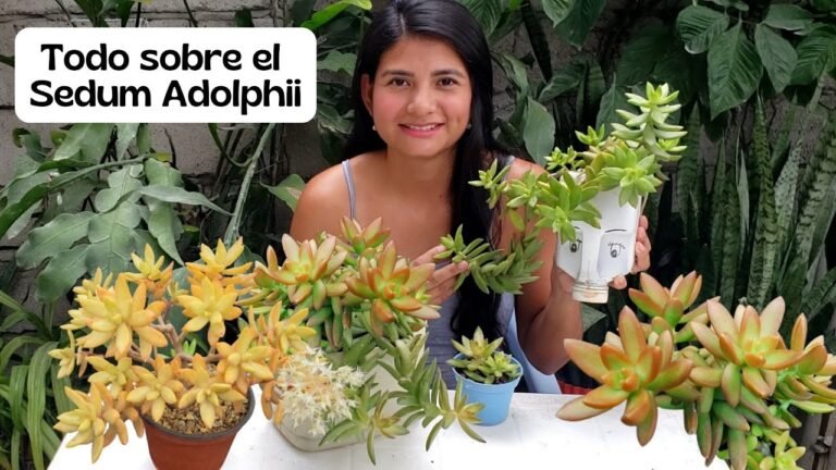 Plantar Sedums Adolphii: Guía paso a paso