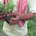 ¡Descubre los secretos para plantar mejoranas con éxito en tu jardín!