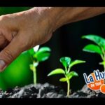 Mano sembrando una semilla junto a brotes verdes en tierra fértil, evocando Consejos Clave para una Siembra Exitosa en Septiembre.
