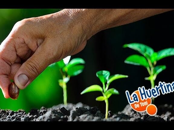que plantar