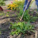 ¿Qué sembrar después de las cebollas? Descubre las mejores opciones