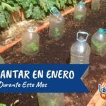 ¿Qué sembrar en enero? Guía de cultivos para el hemisferio norte