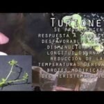 Técnica infalible para plantar utricularias en tu jardín