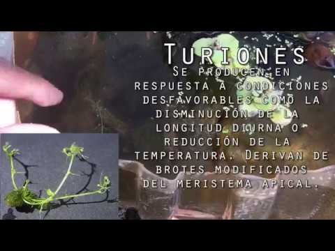Técnica infalible para plantar utricularias en tu jardín