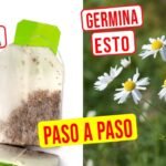 Descubre Cómo Plantar Camomilas en tu Jardín ¡Fácil y Rápido!