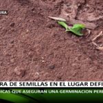 Guía fácil: Cómo plantar lubiyas en tu jardín