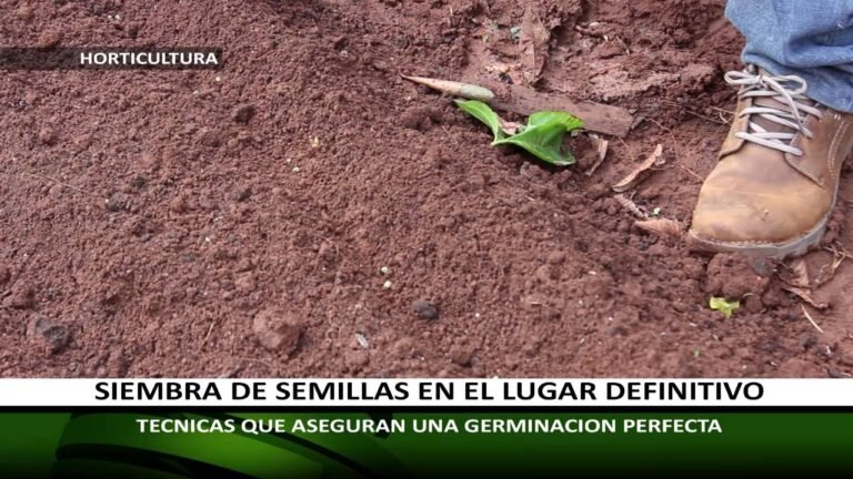 Guía fácil: Cómo plantar lubiyas en tu jardín
