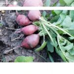 Rábanos rojos recién desenterrados con hojas verdes y raíces expuestas, Cómo plantar rábanos picantes y potenciar su sabor