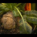 Descubre los Secretos para Plantar Raíces de Achicoria con Éxito observando una raíz bulbosa en maceta rodeada de hojas verdes y tierra.