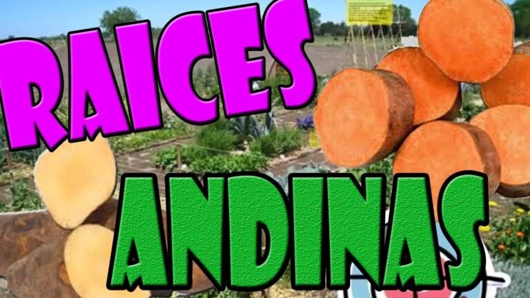Cómo plantar salsifís