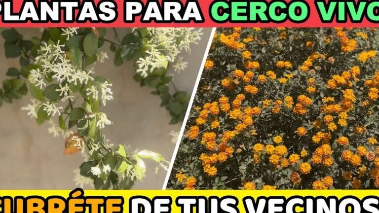 rapido crecimiento