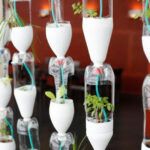 Recicla y embellece tu hogar: Plantas en botellas de plástico