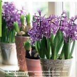 Renueva tu jardín: plantas ideales para sembrar en primavera