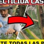 Descubre las 35 plantas compañeras que transformarán tu cultivo de frijoles esta temporada