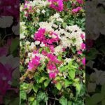 Descubre las plantas que sobrevivirán a la sequía y transformarán tu jardín en un paraíso verde: buganvillas con brácteas blancas y rosas sobre follaje verde