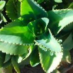 Riego nocturno de plantas: ¿recomendable o perjudicial? Averigua su impacto en tus plantas