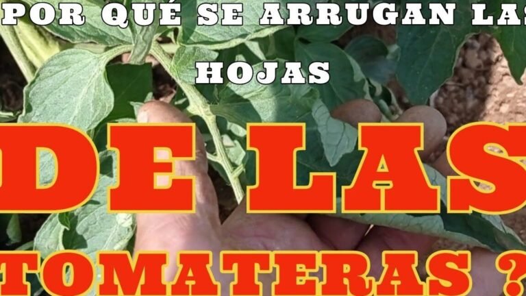 Descubre el secreto detrás del rizo de las hojas de tomate y cómo solucionarlo de inmediato