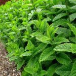 Romero: ¿sol o sombra? Descubre dónde plantarlo