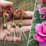 Rosal en casa: siembra y cuidado fácil de semillas