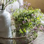 Rosas en macetas: belleza en espacios pequeños