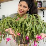 Rosas florecen en tu hogar: tips para plantar esquejes en macetas