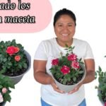 rosas macetas