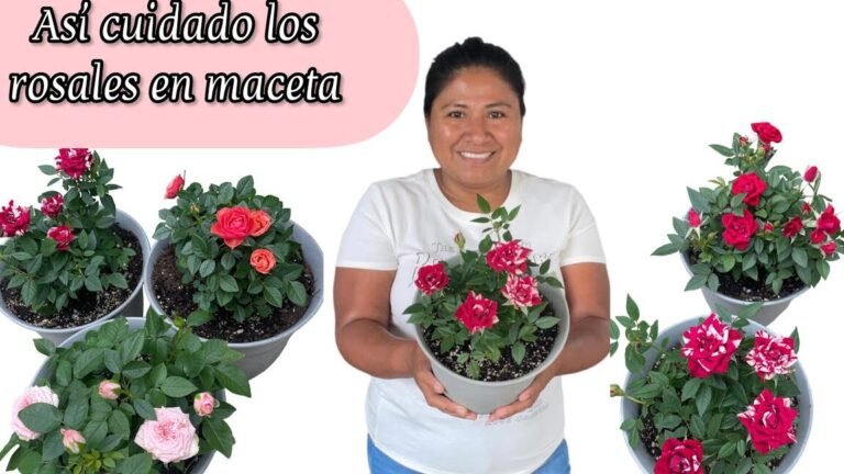 rosas macetas