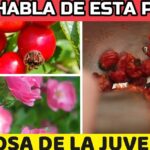 Cultiva bellas rosas mosquetas con estos simples pasos mostrando flores rosadas y frutos rojos de rosa mosqueta.