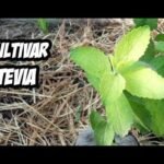 7 secretos para plantar stevias y tener un jardín saludable