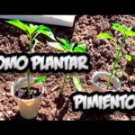 Plantar pimientas: ¡Descubre los secretos para tener el jardín perfecto!  ️
