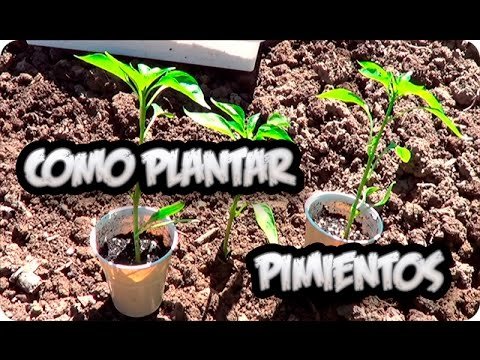 Plantar pimientas: ¡Descubre los secretos para tener el jardín perfecto!  ️