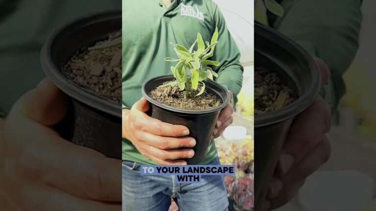 Descubre el secreto para cultivar el salvia de Jerusalén como un experto
