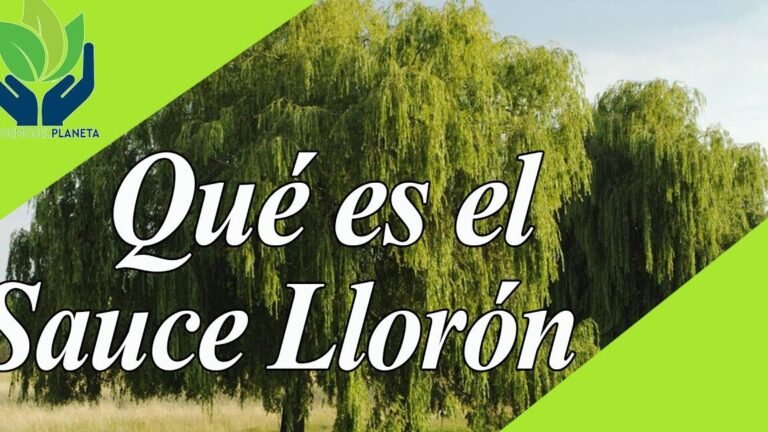 ¡Descubre cómo plantar saúcos llorones en tu jardín de forma sencilla!